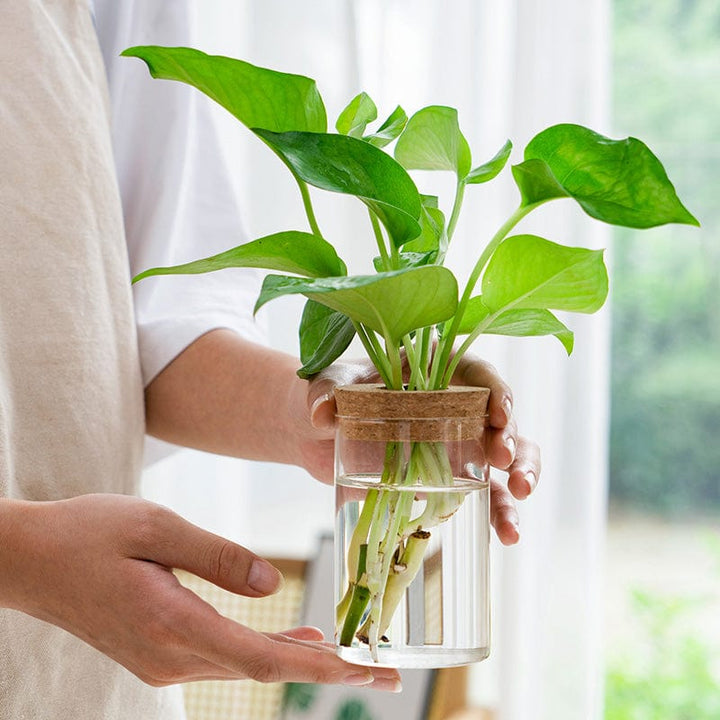 yuni Biophilia 'Plantaria' minimalist Transparent glass vase